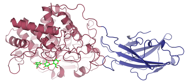 Cellulase